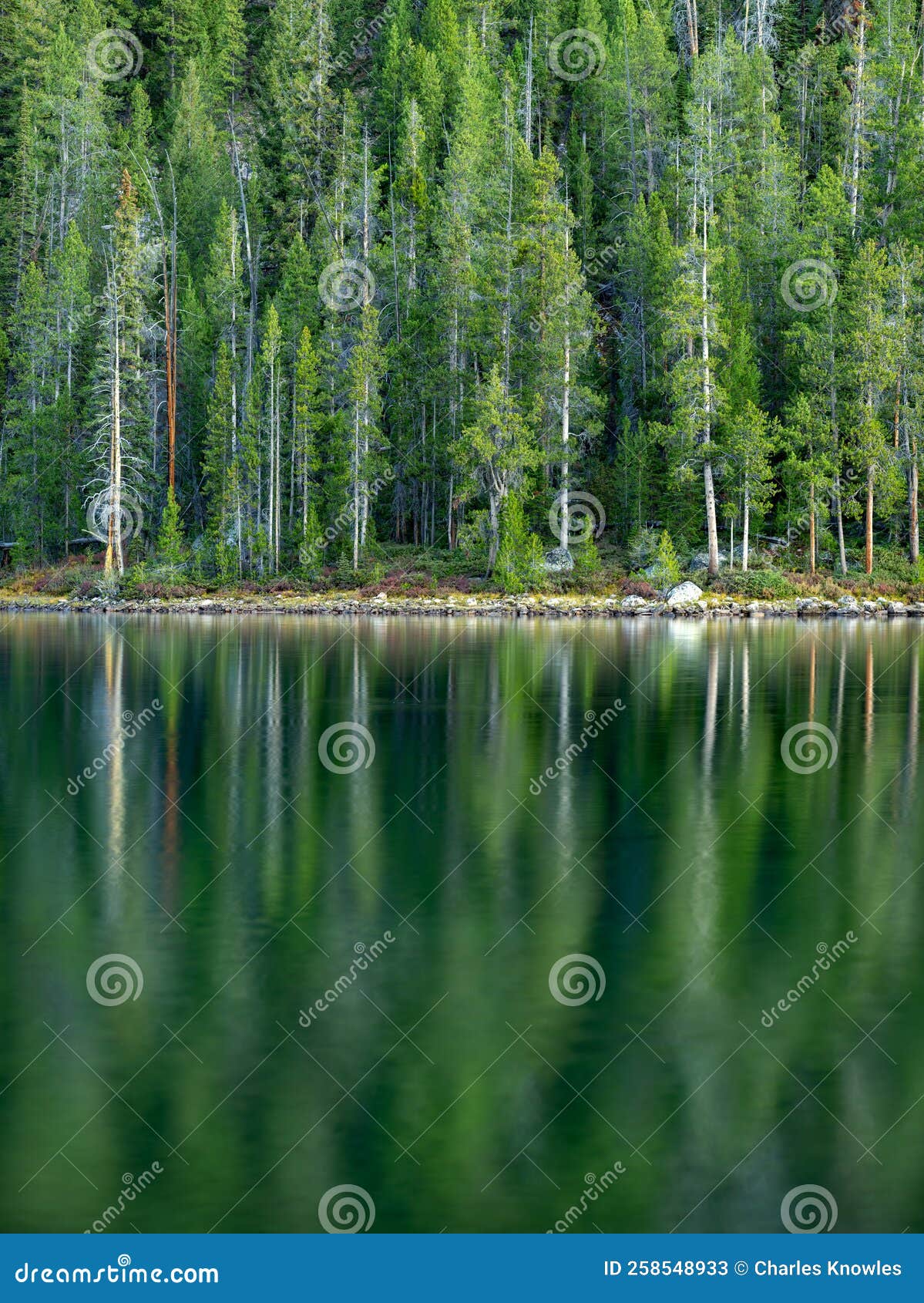 Green Pine Forest Reflection in Mountain Lake Stock Image Image of