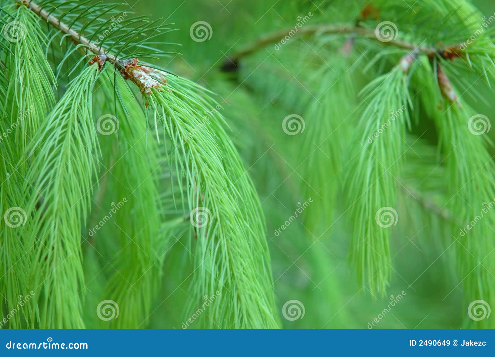 Green Pine Needles Close Up Stock Image   Image of cone ...