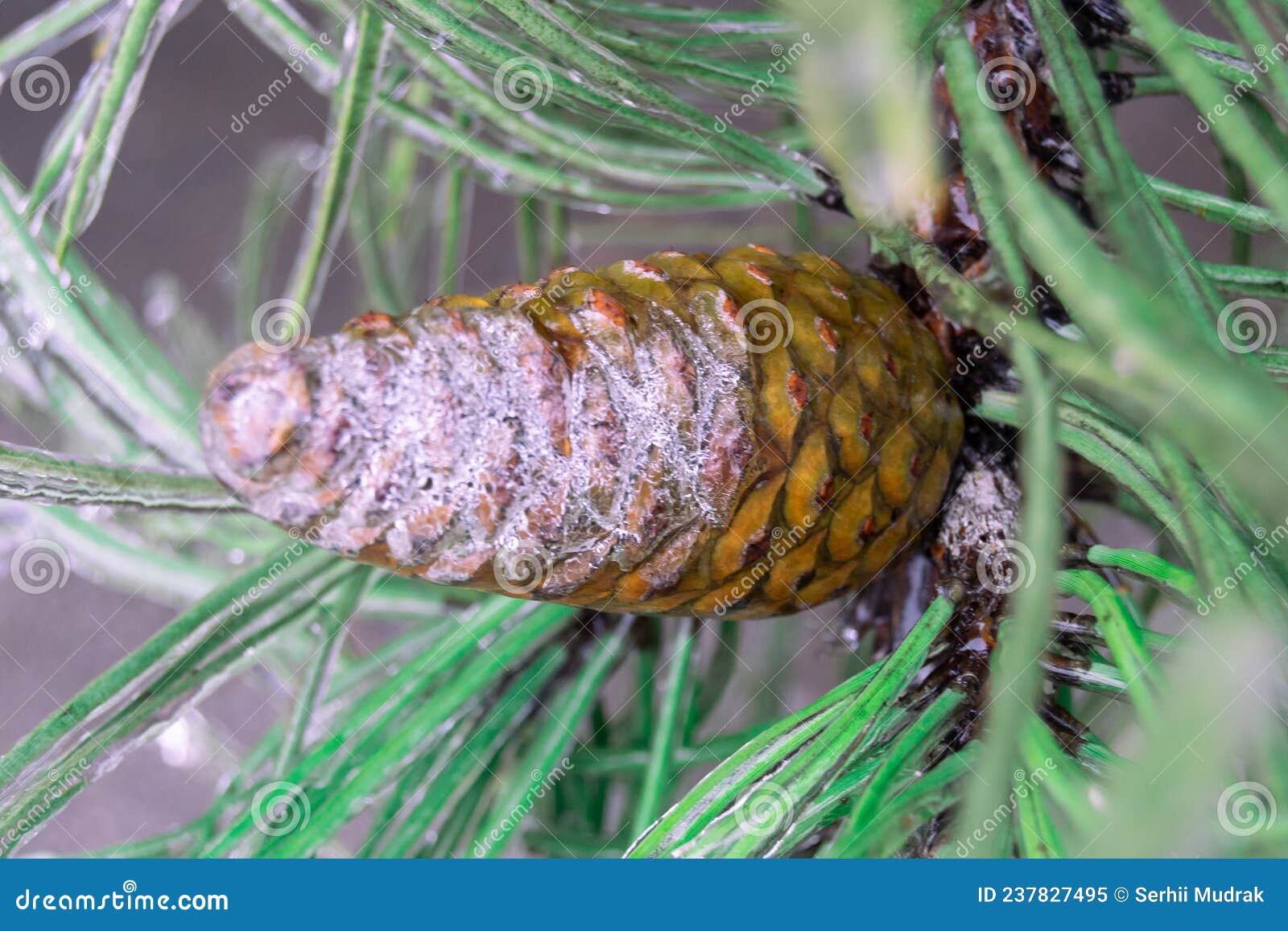 green pine needles and cone incased in ice during ice storm