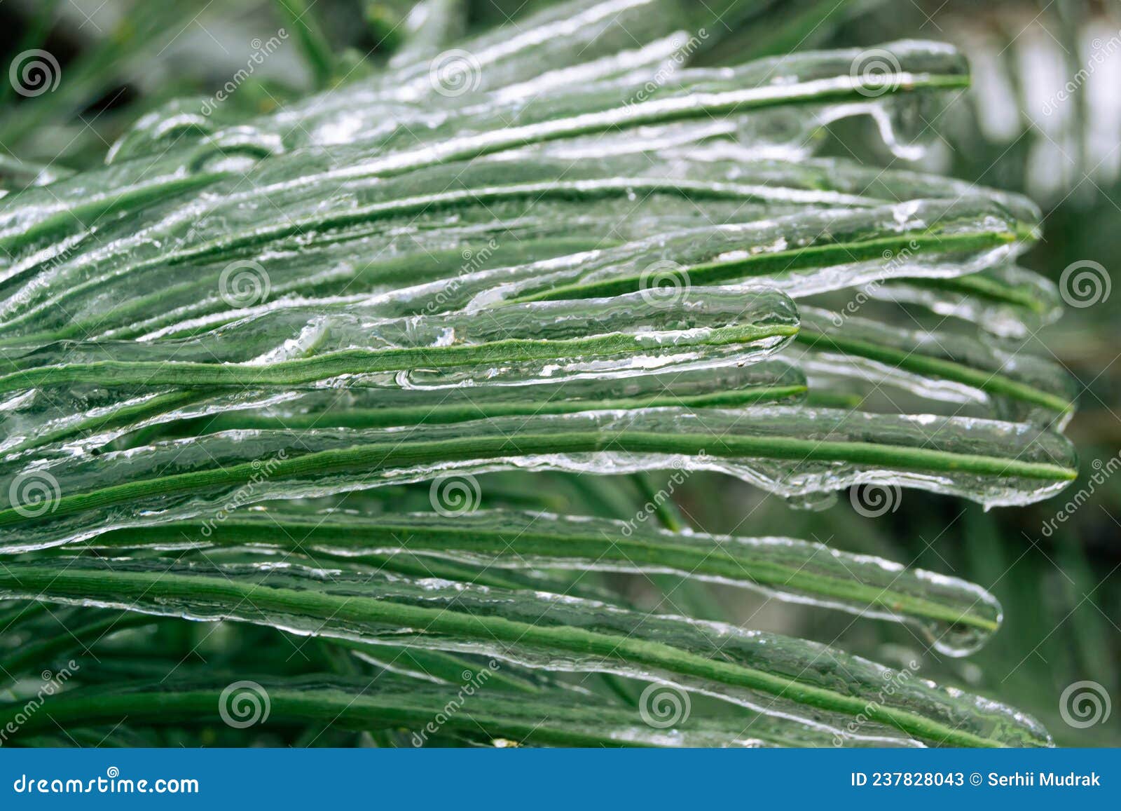 green pine needles incased in ice during ice storm