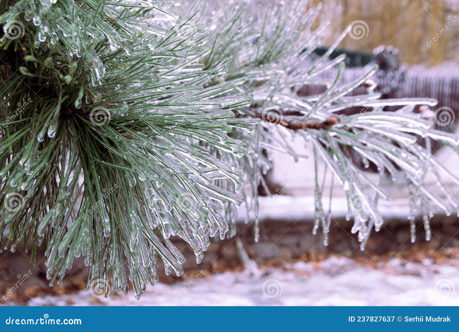 green pine needles incased in ice during ice storm