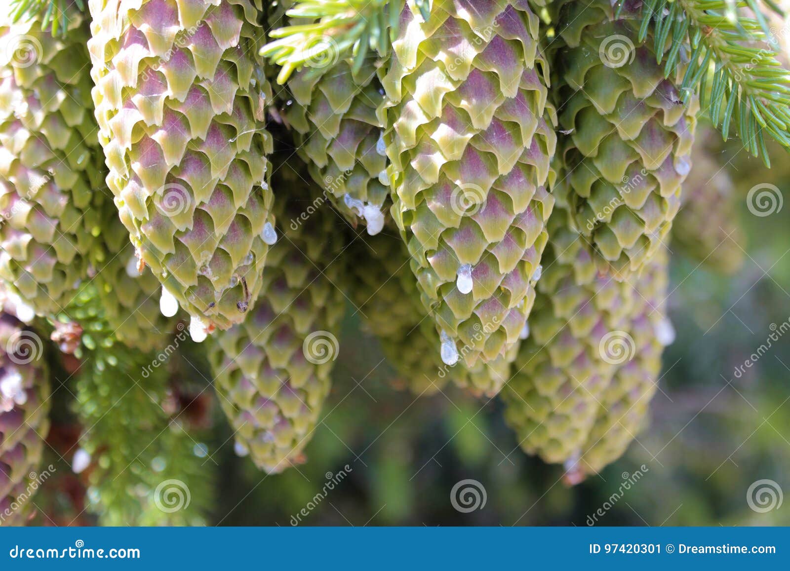 Green Pine Tree Cones with Drops Stock Image Image of long, modern 97420301
