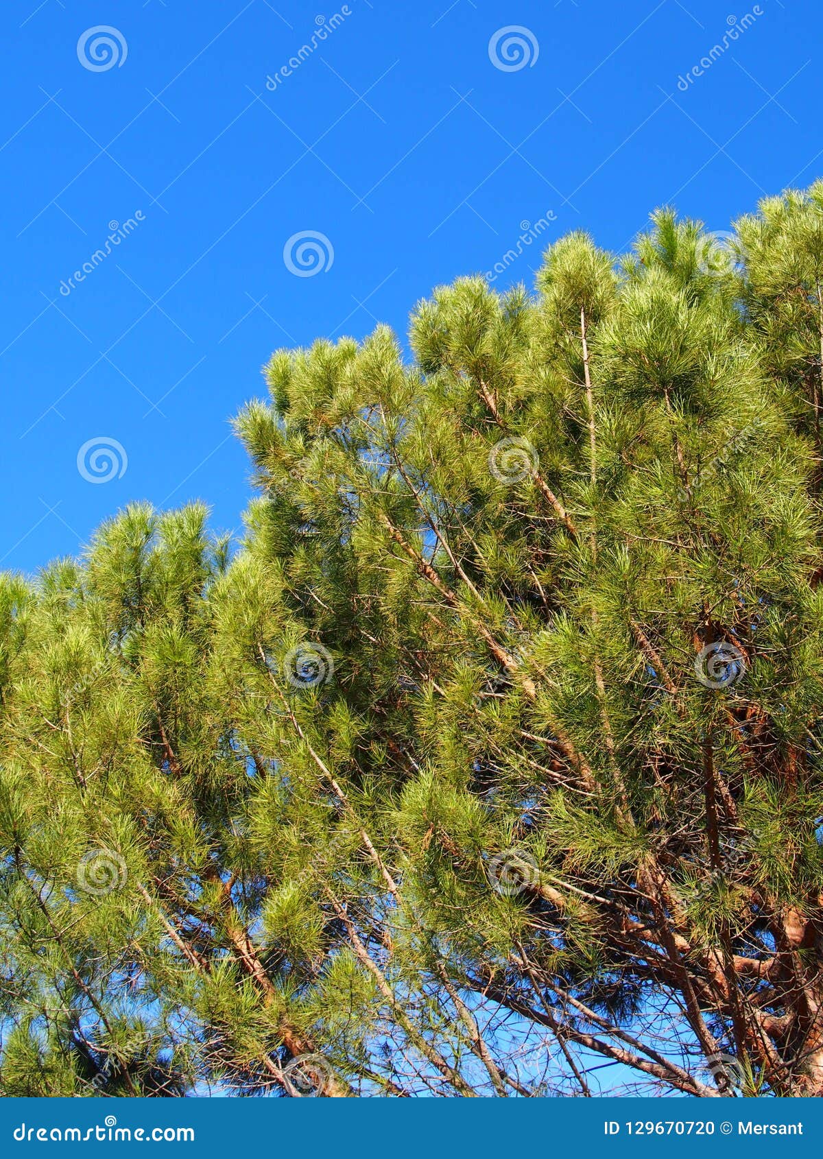 A green stock photo. Image of light, autumn 129670720