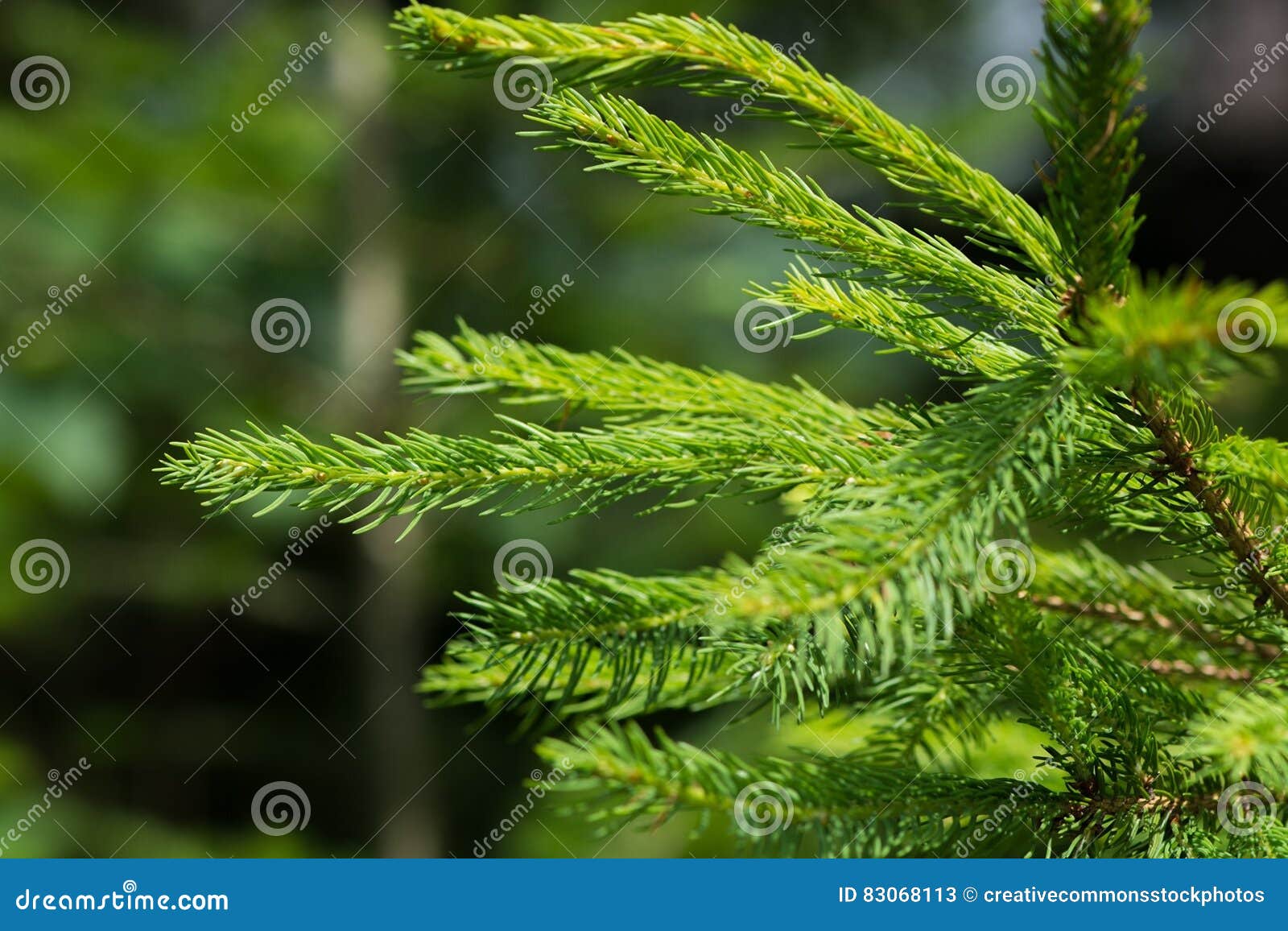 Green Pine Tree Leaf Closeup Photography During Daytime Picture. Image