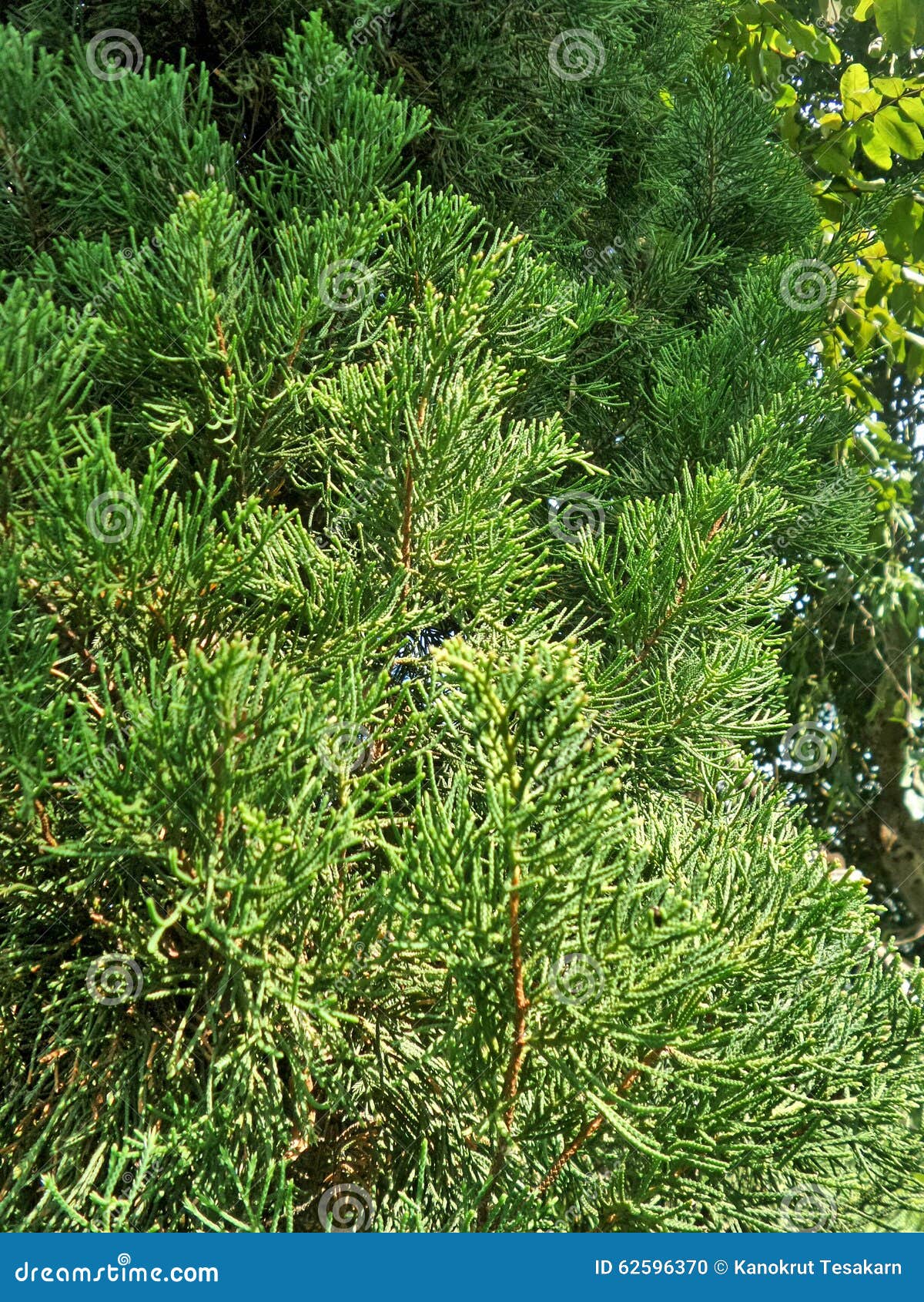 Green Southernwood (Artemisia Abrotanum) Plant RoyaltyFree Stock Photo