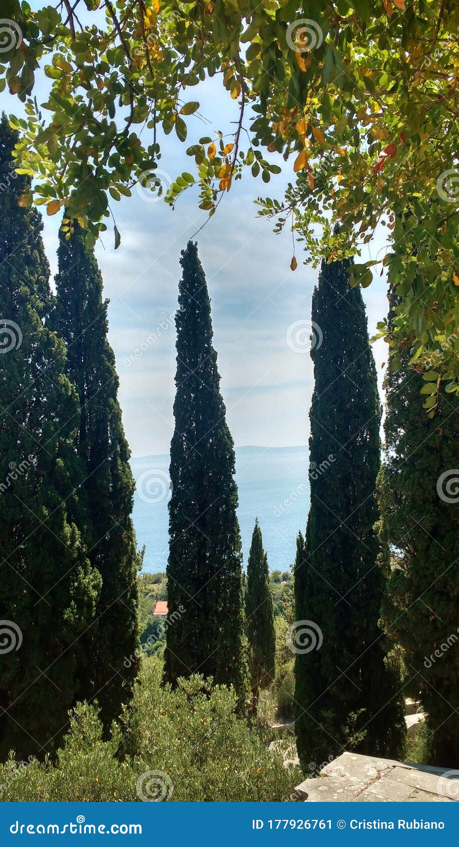 green pine trees in summer