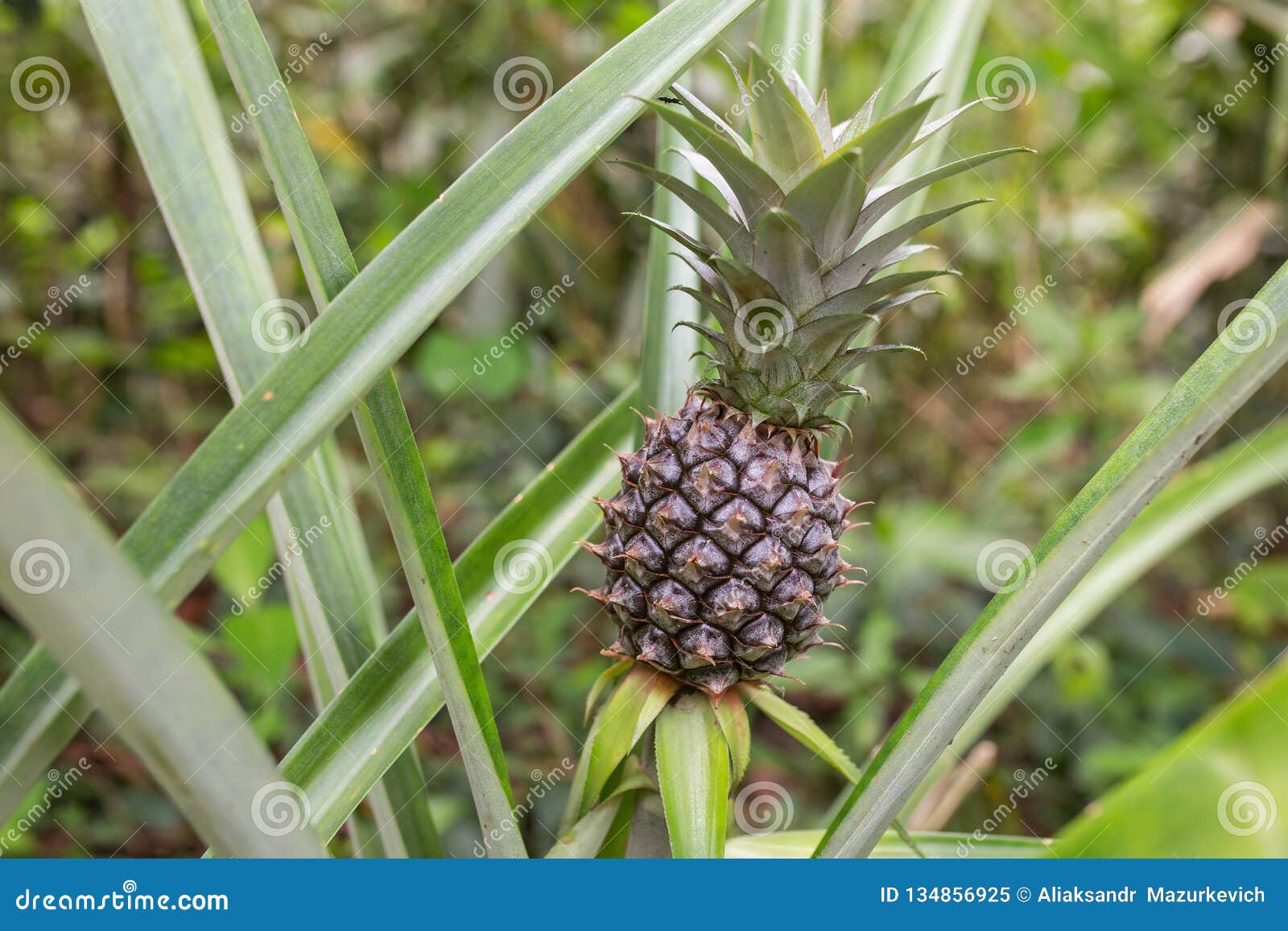 Pineapple Growing on the Plantation Stock Image Image of fruit, juice