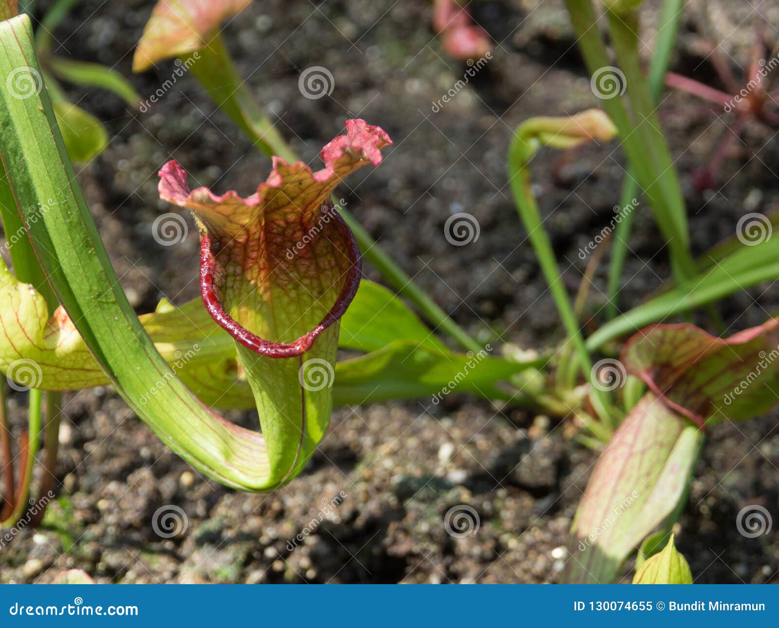 pitfall trap plants pitfall trap plants
