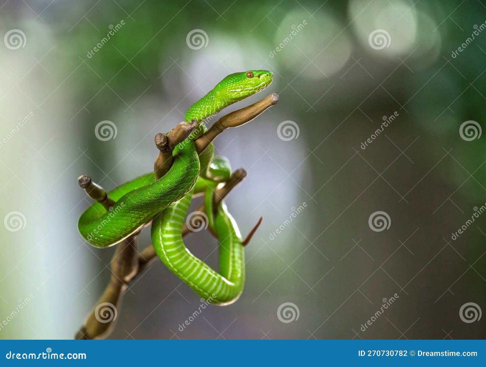 The Green pit viper bites. stock photo. Image of gecko 270730782