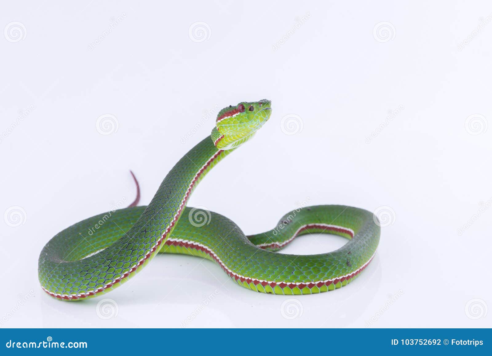 Green Pit Viper Bites On White Background Snake Of Thailand Stock