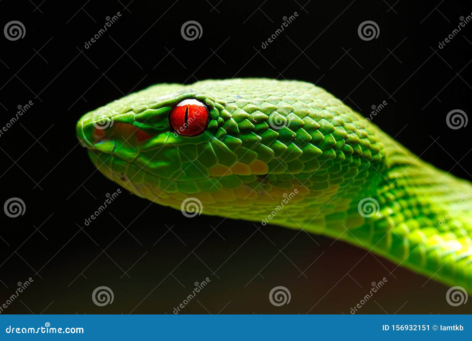 Green Pit Viper Portrait Stock Image Image Of Detail 156932151