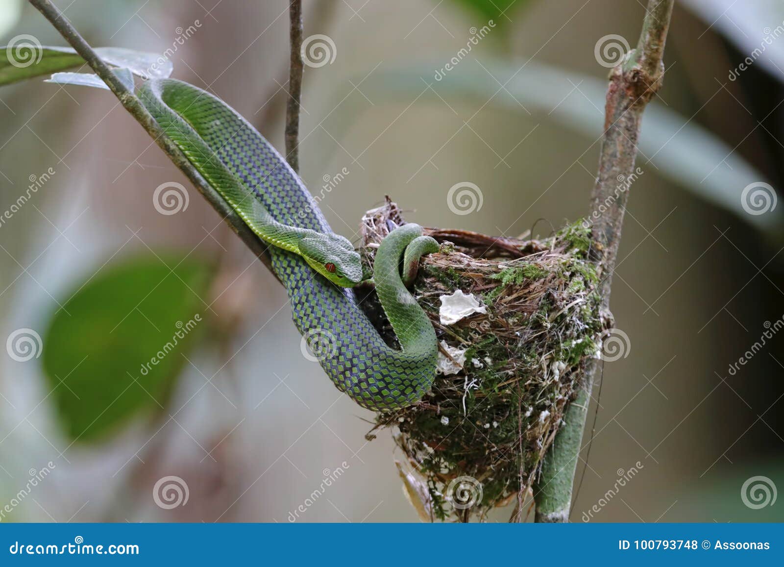 Green Pit Viper Trimeresurus Full Up after Ate Black-naped Monarch Little  Birds Stock Photo - Image of venom, exotic: 100793748