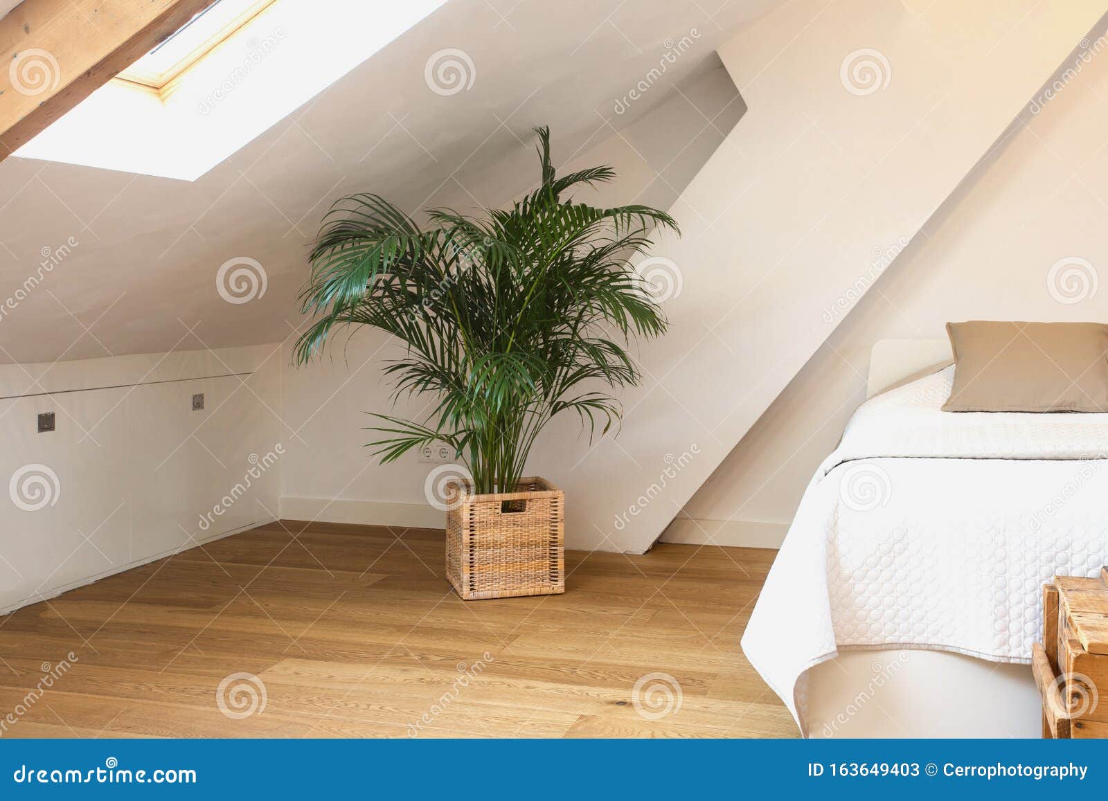 Green Plant In Basket In Modern Light Bedroom White Walls And Wooden Floor Modern Design Close Up Stock Image Image Of Blanket Hotel 163649403