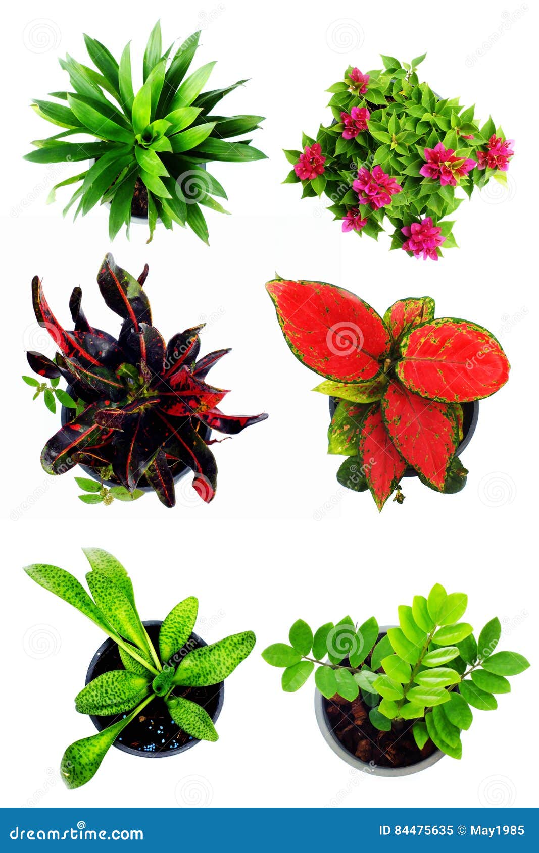 Green Plant Collection Isolated on White Background Stock Image Image