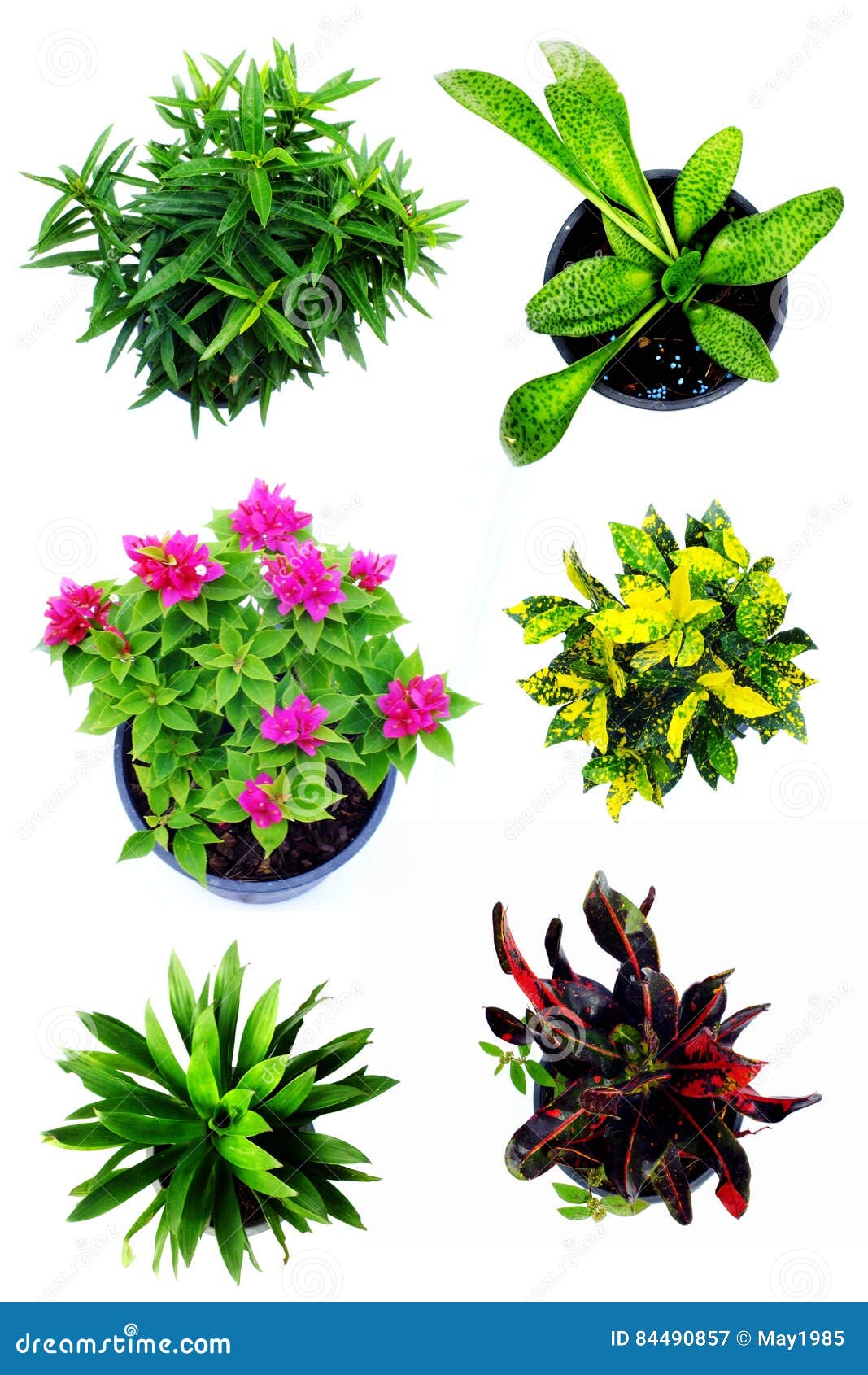 Green Plant Collection Isolated on White Background Stock Image Image