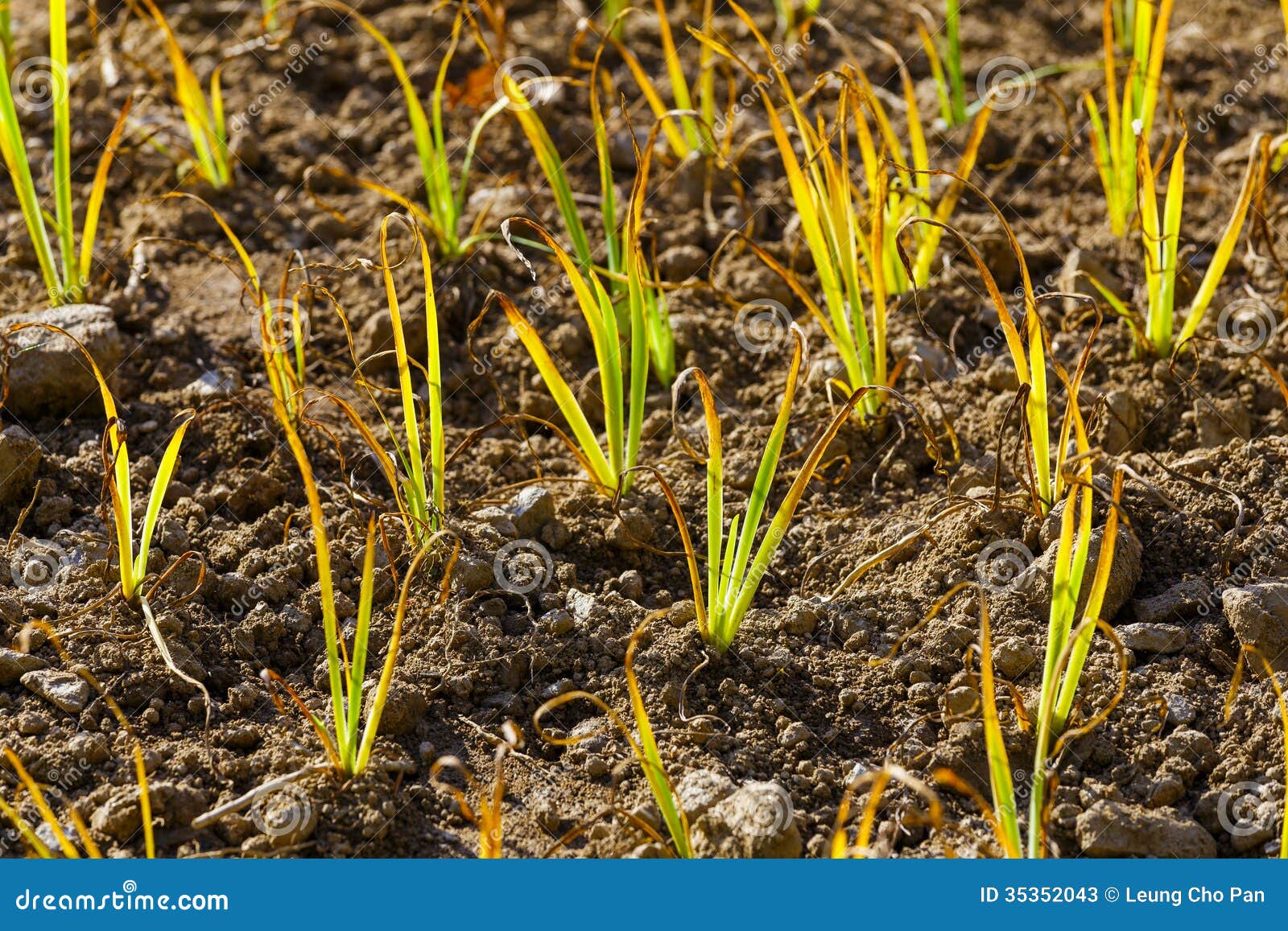 Green plant stock image. Image of land, seeding, crop 35352043