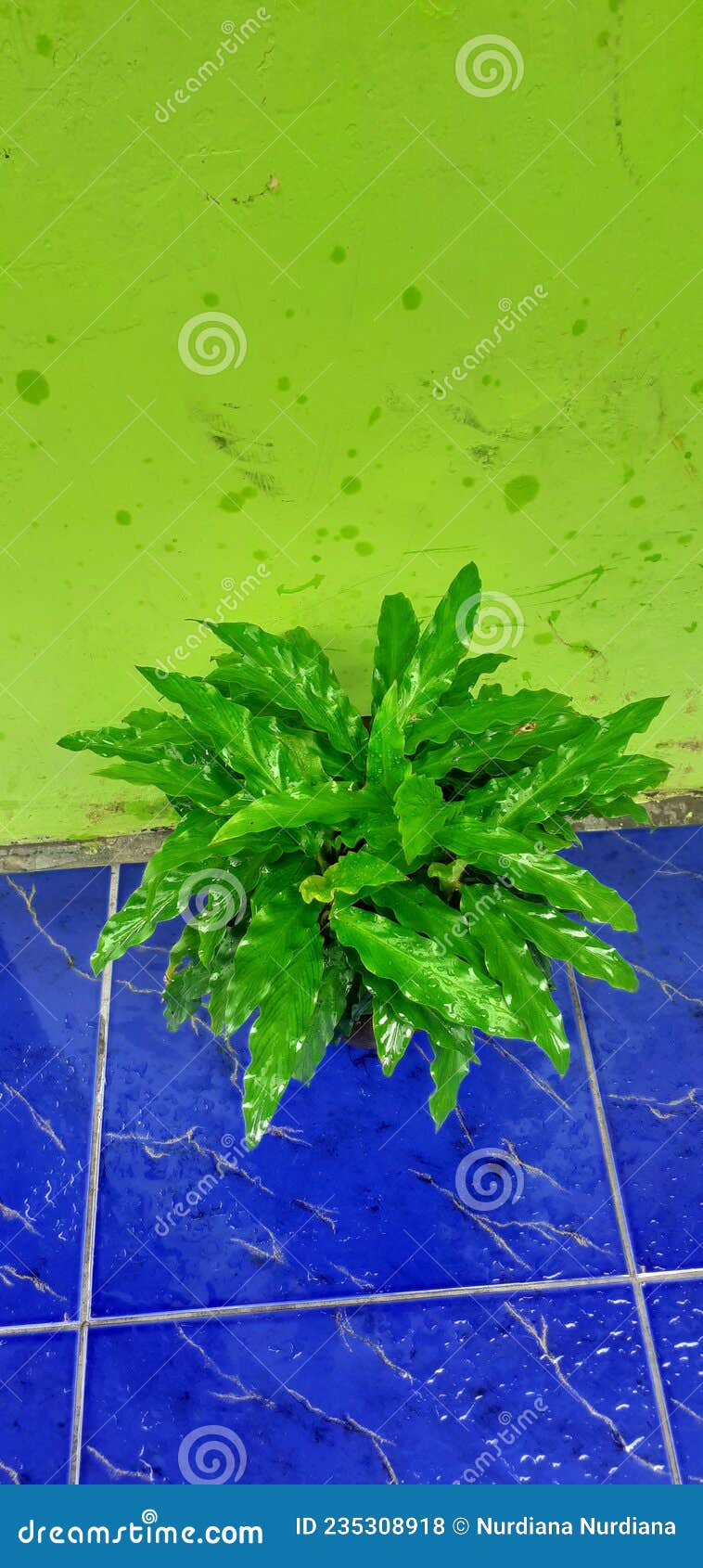 Green Plant without Flowers Stock Photo Image of plant, flowers