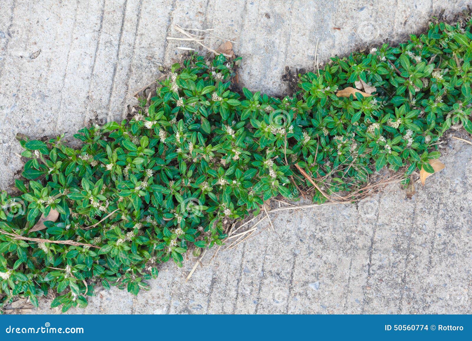 Green plant grass stock photo. Image of grassy, beautiful 50560774