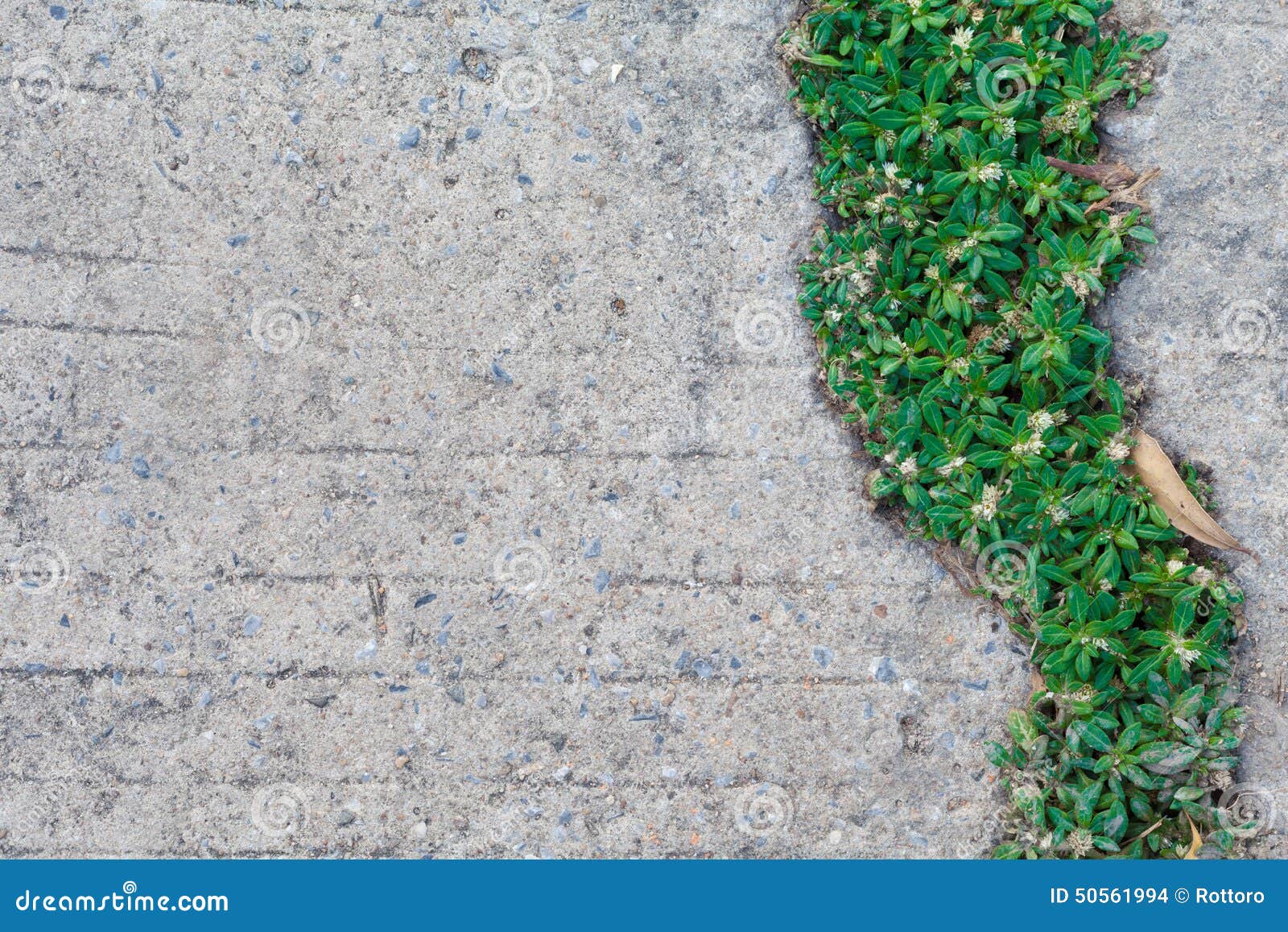 Green plant grass stock photo. Image of backdrop, color 50561994