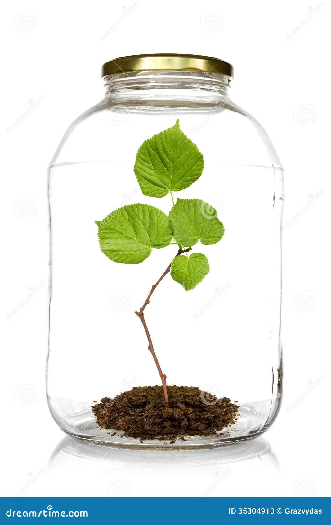 Green Plant Grow Inside Glass Jar Stock Photo - Image: 35304910