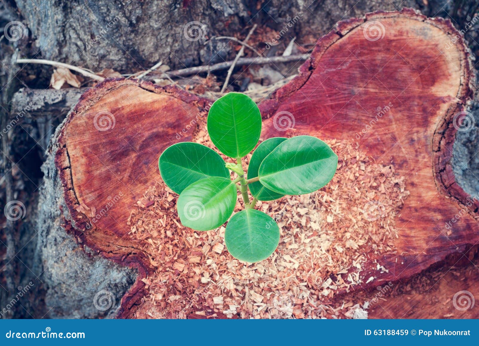green plant growing on the bole of a tree cut off