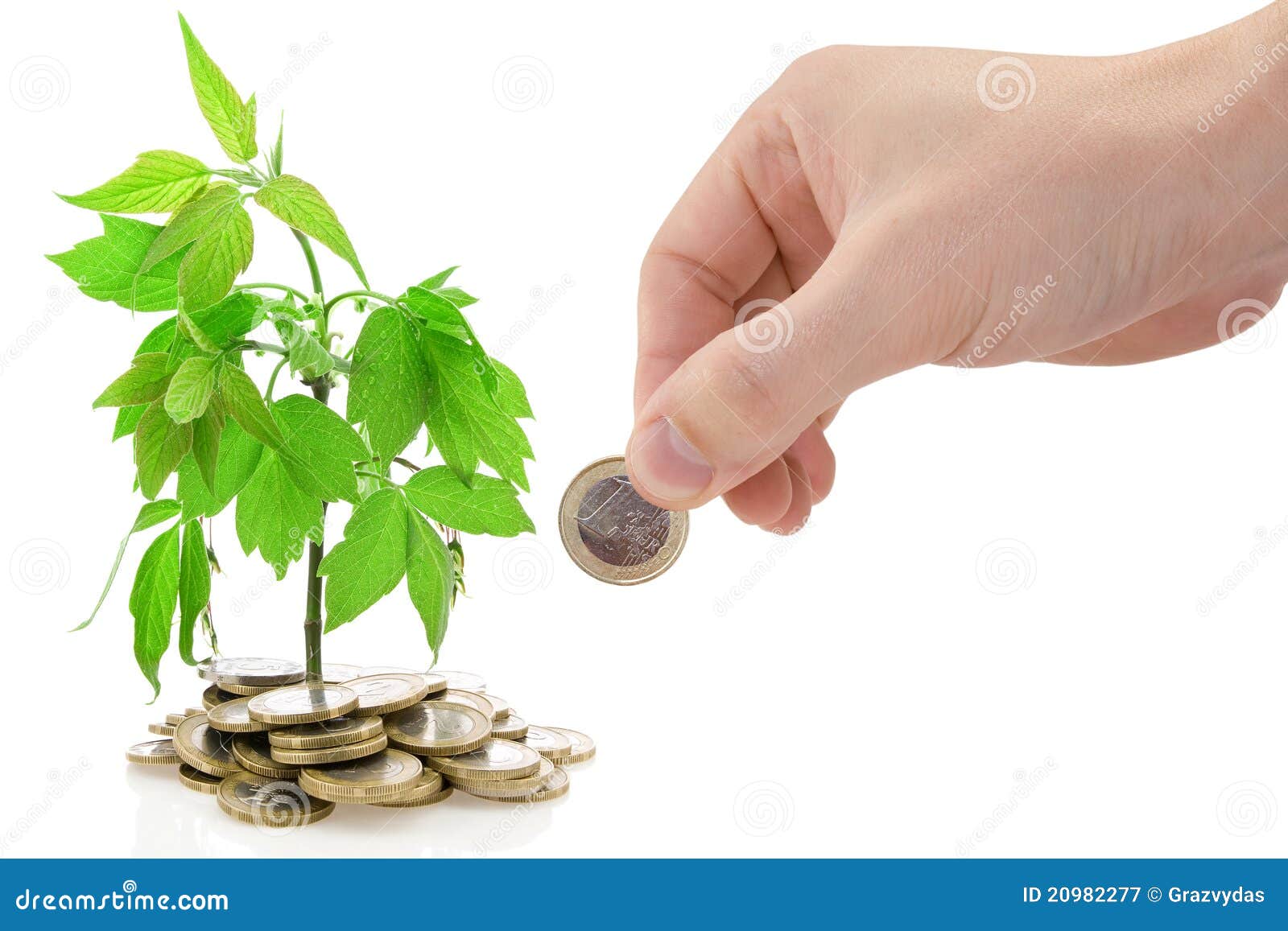 Green Plant Growing from the Coins. Stock Image Image of investment