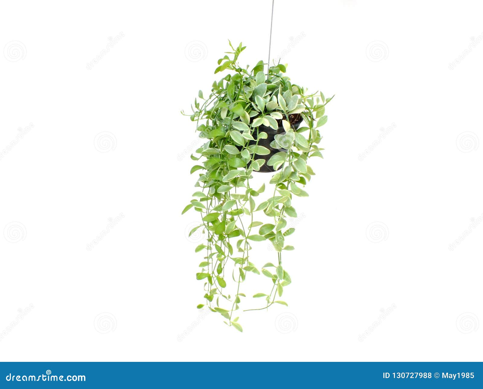 Green Plant Hanging Isolated On White Background Stock Photo Image of