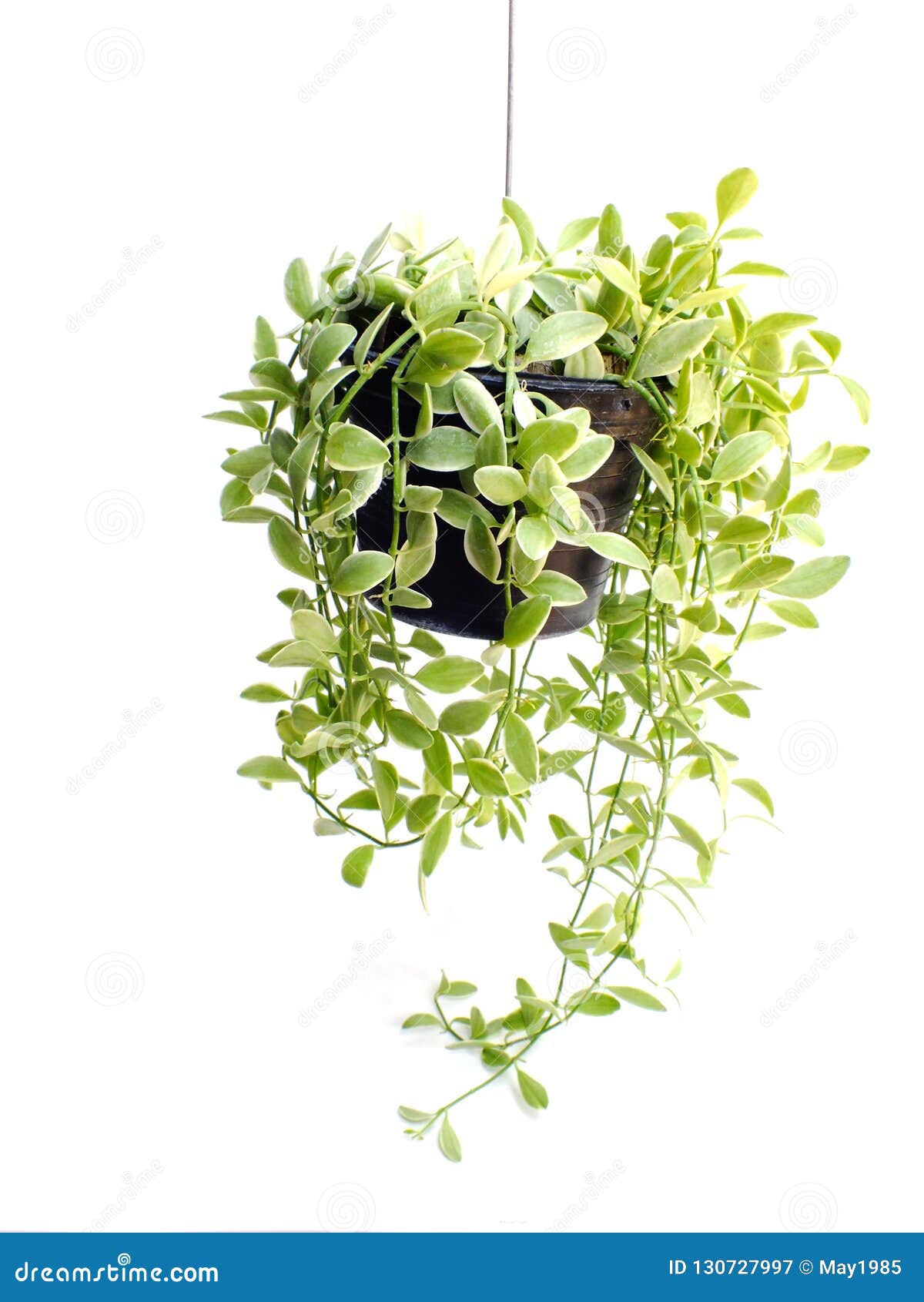 Green Plant Hanging Isolated on White Background Stock Image Image of flower, botany 130727997