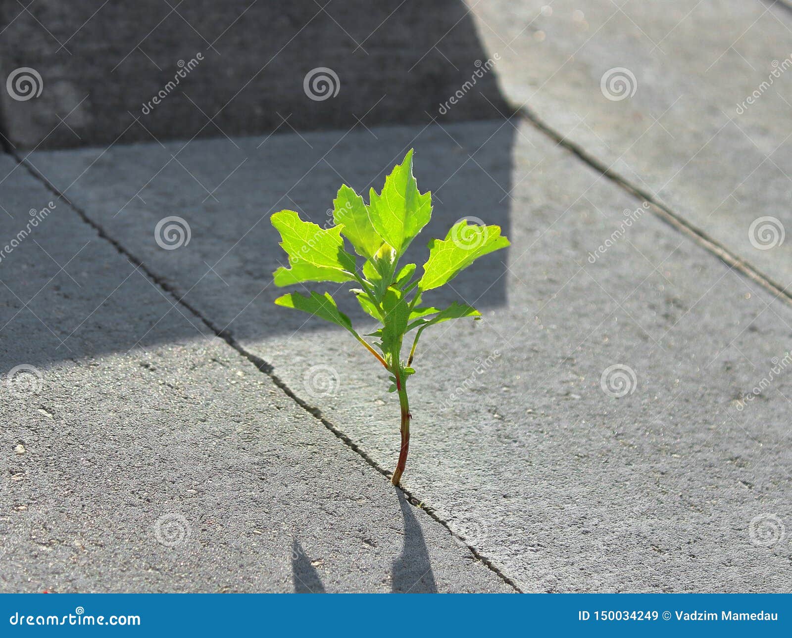 A Green Plant Has Broken through Concrete Stock Image Image of