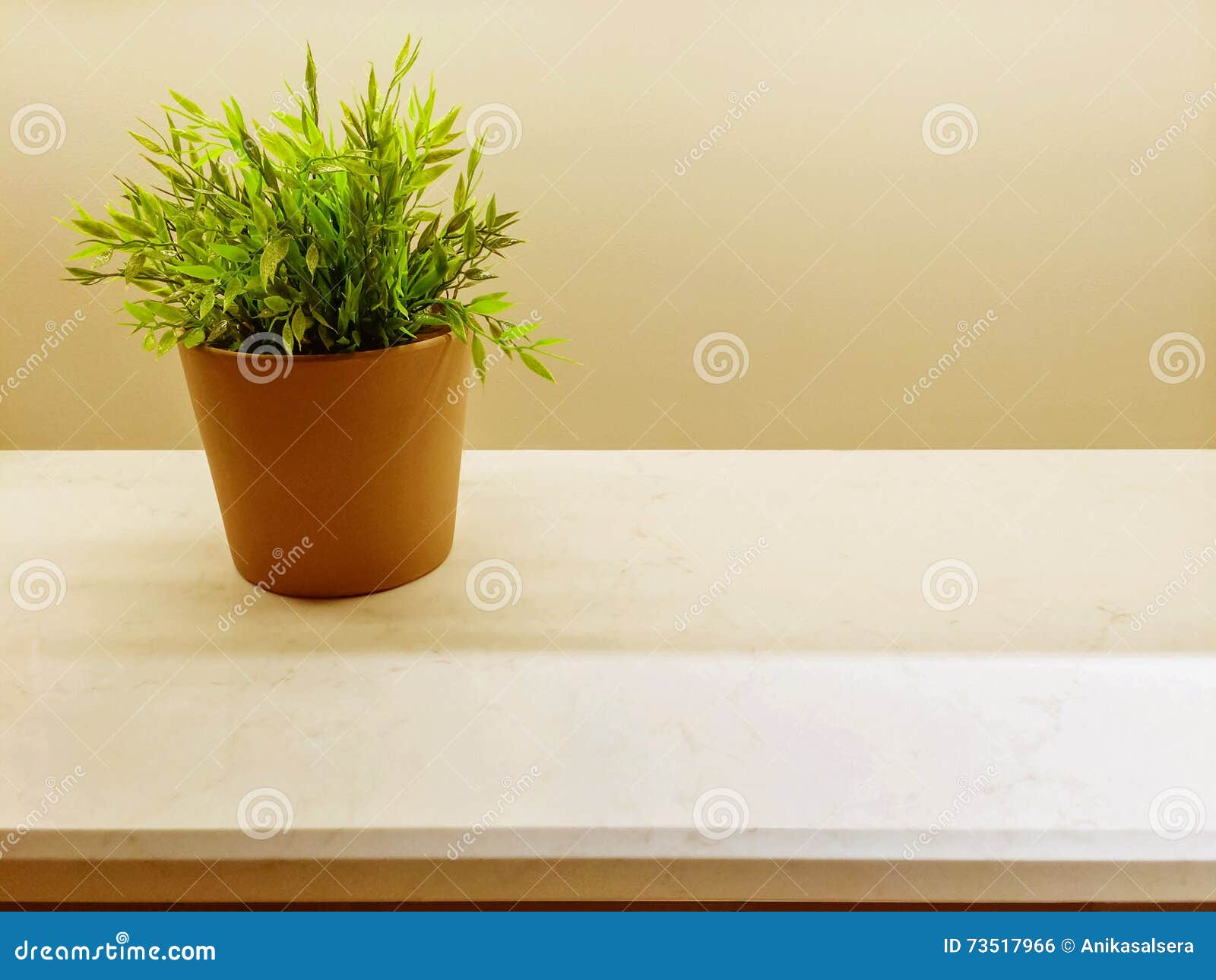 Green Plant on the Kitchen Countertop Stock Photo Image of detail