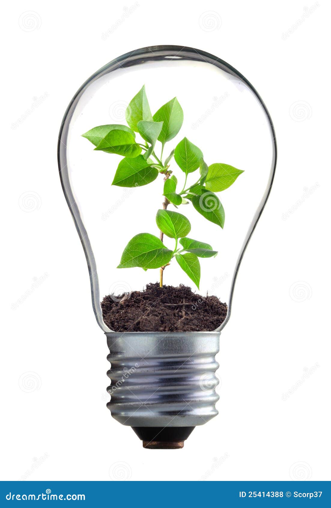Green plant in the lamp stock photo. Image of glass, energy 25414388