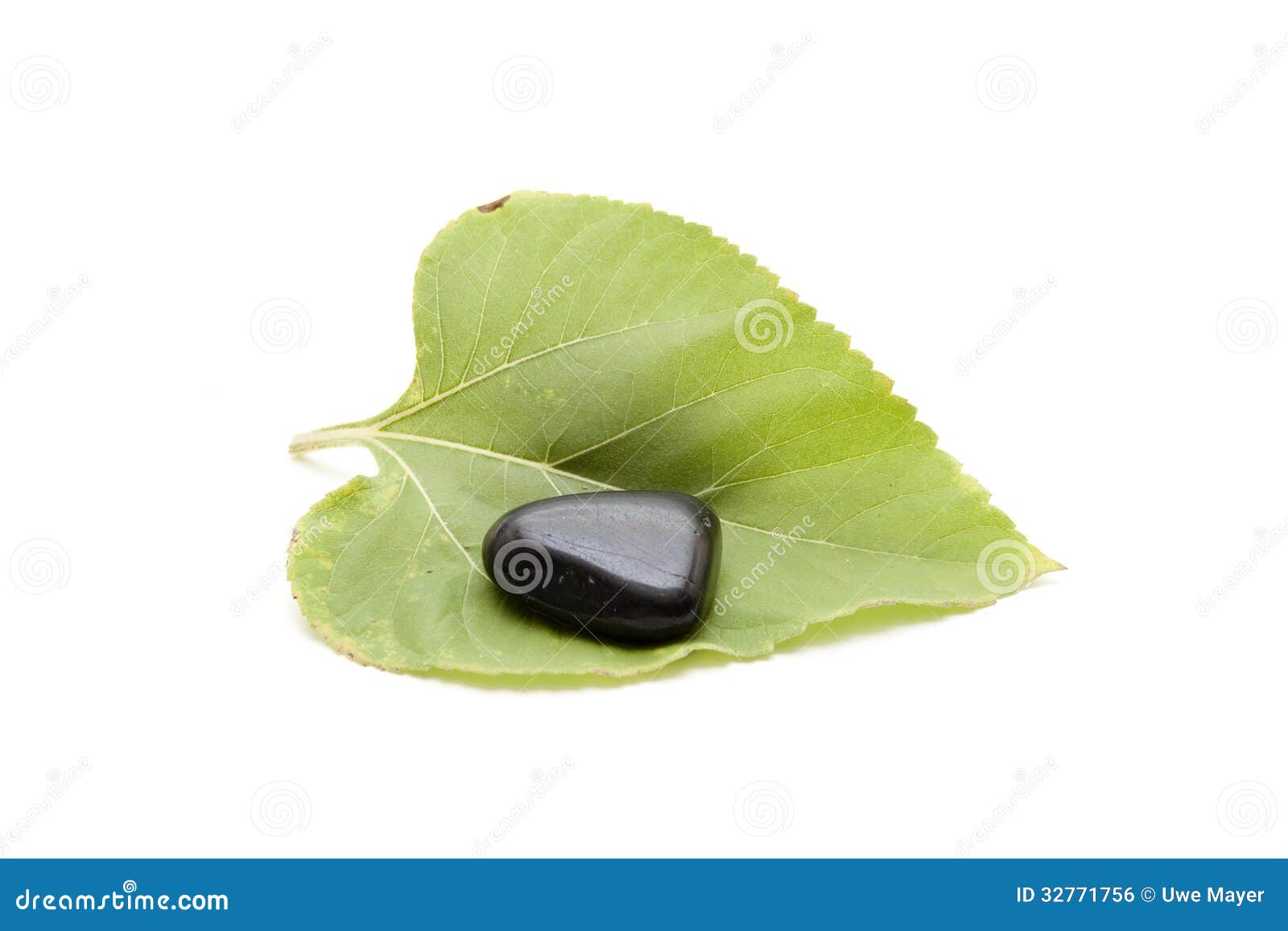 Green Plant Leaf with Stone Stock Photo Image of freshly, leaf 32771756
