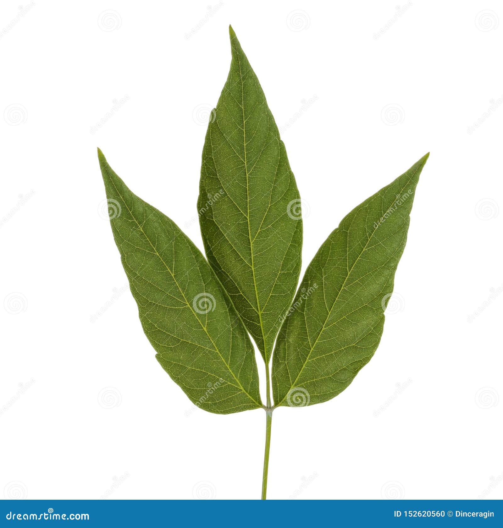 Green Plant Leaves Isolated on White Background. Stock Photo Image of