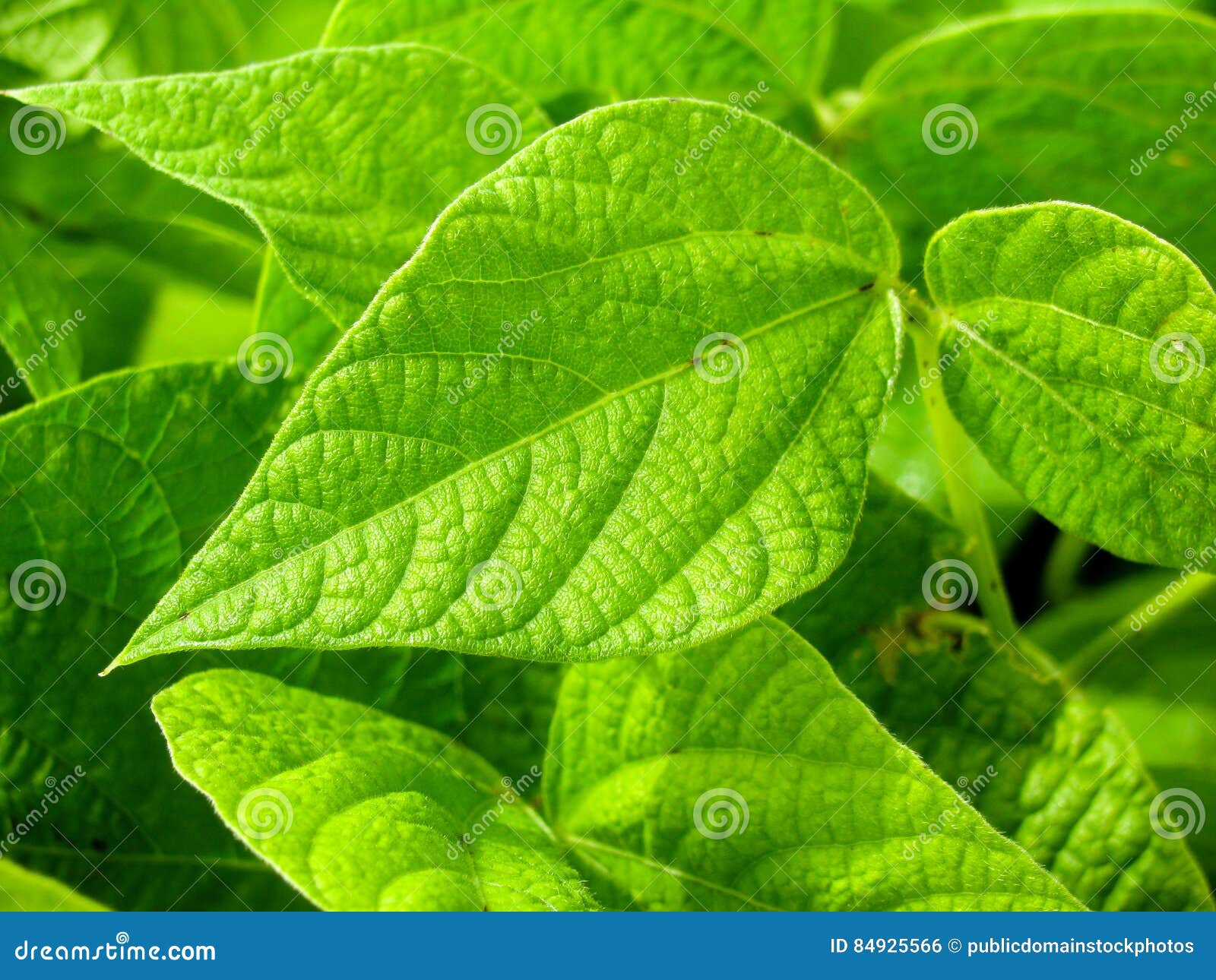 Green Plant Leaves Picture Image 84925566