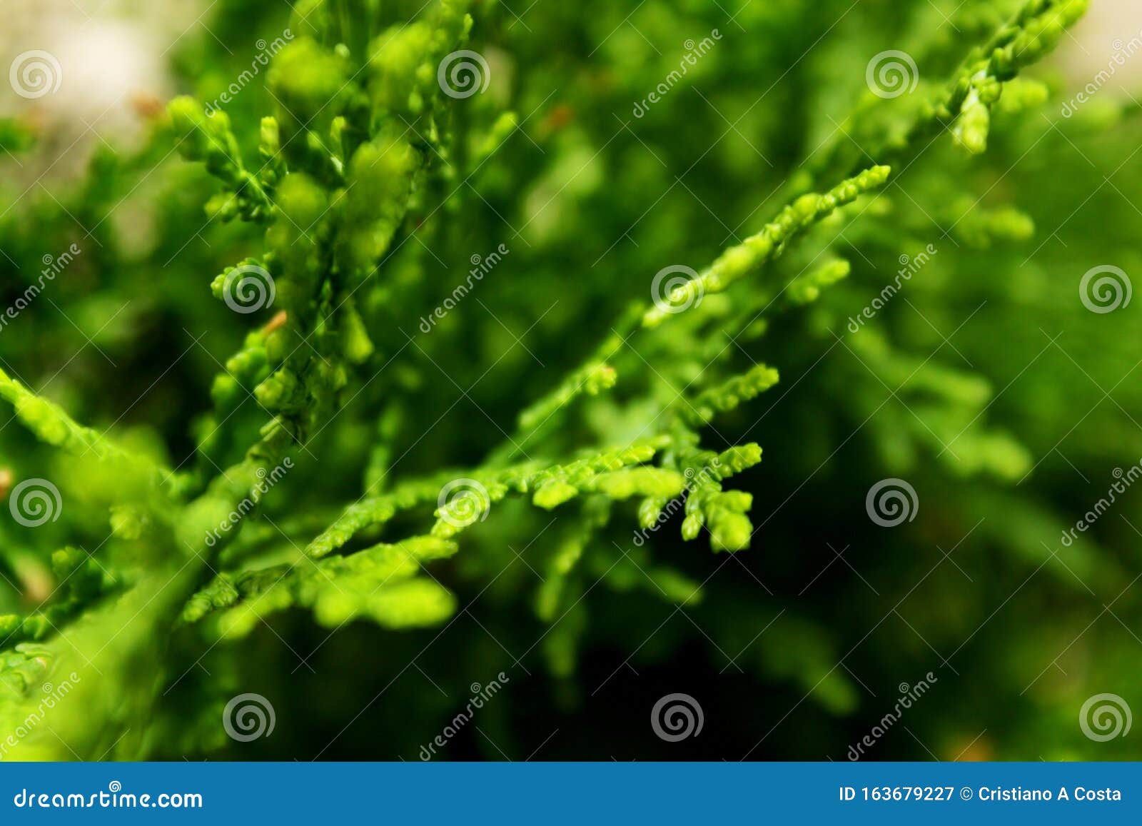 green plant leaves that look like pine tree