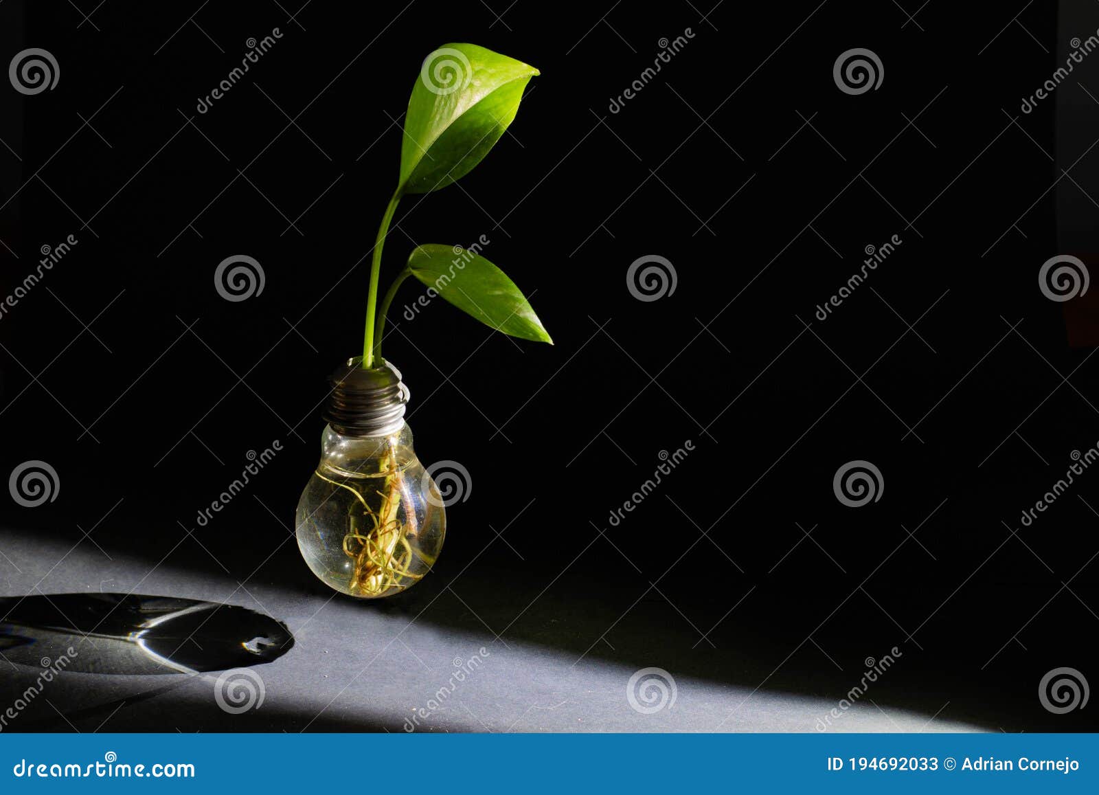 green plant living in a light bulb