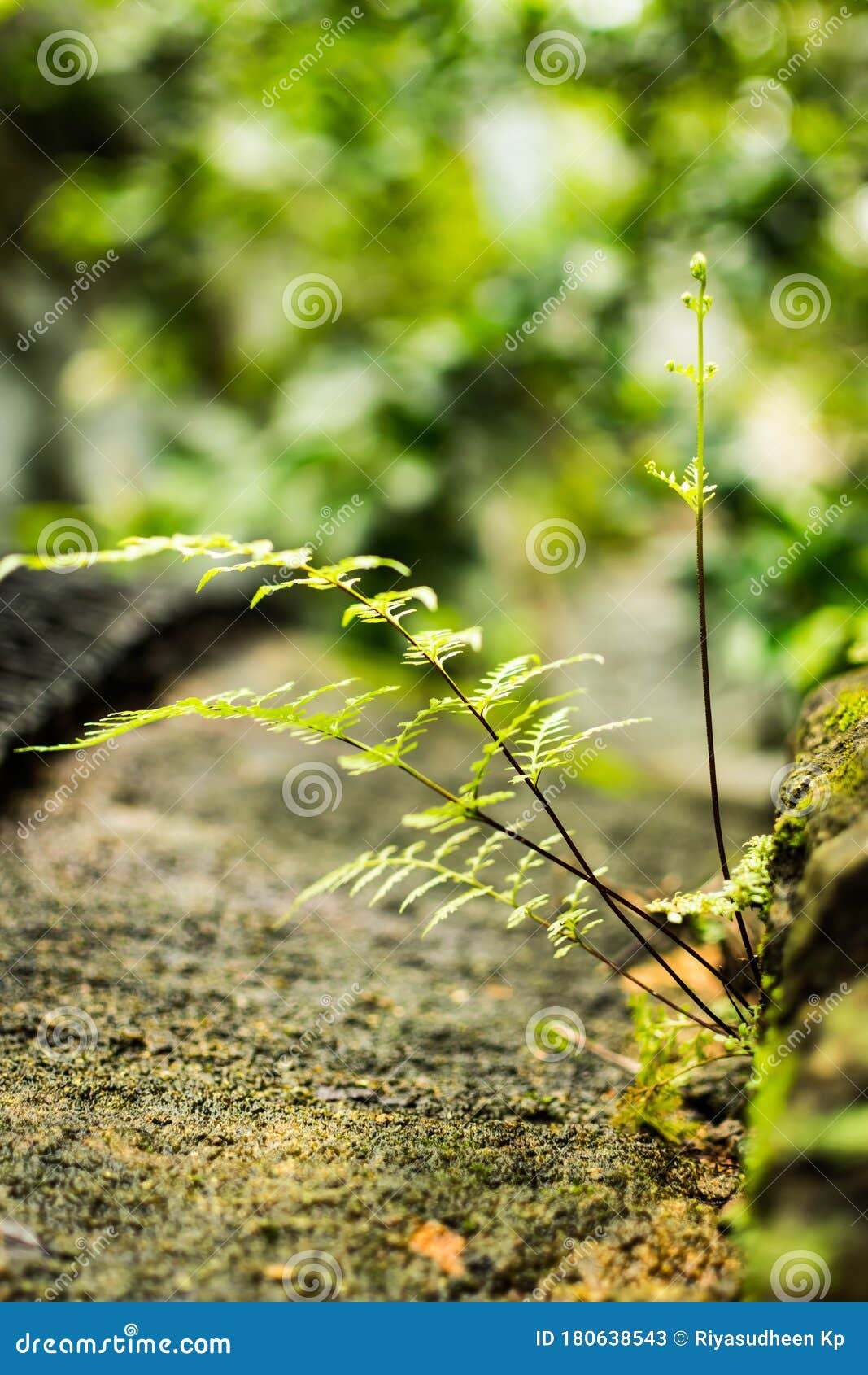 A Green Plant during Monsoon Season from Kerala India. Blurred Green  Background Stock Image - Image of color, blossom: 180638543