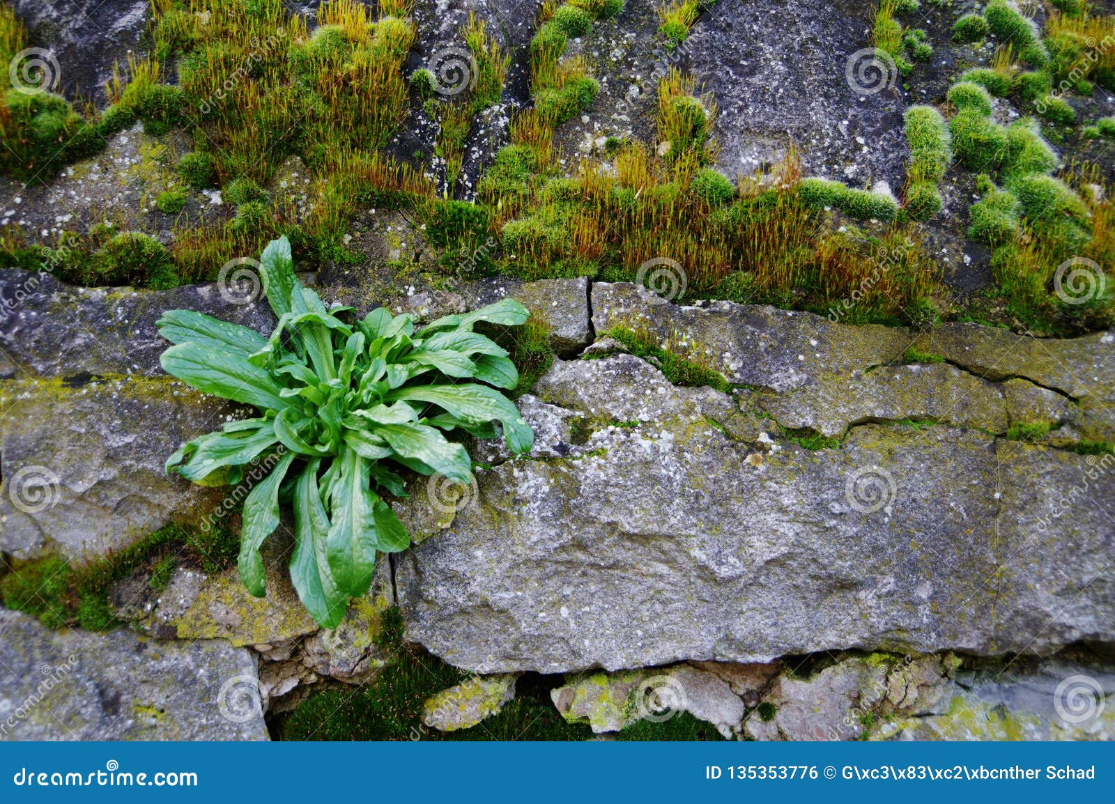 Green Plant - Moss and Lichens on Old Natural Stone Wall Stock Photo -  Image of natural, dark: 135353776