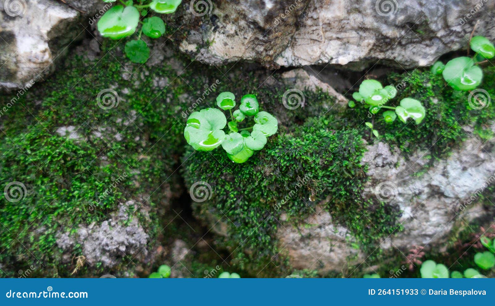 Green Plant among the Moss in the Mountains Stock Image Image of