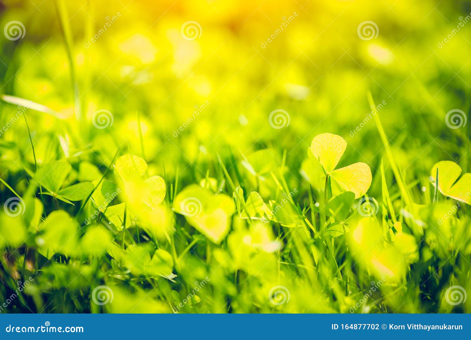 Green Plant Nature Blur for Background Postcard Wallpaper Stock Photo -  Image of drop, green: 164877702