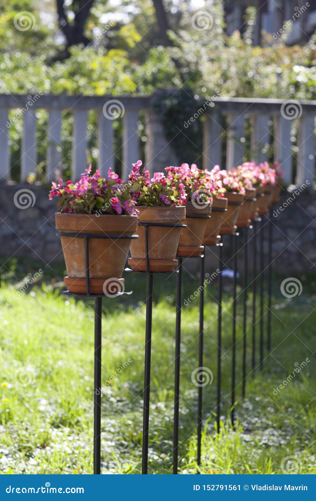 Green Plant Pots With Violets In Garden Stock Image - Image of Green Plant Pots With Violets In Garden Stock Image - Image of