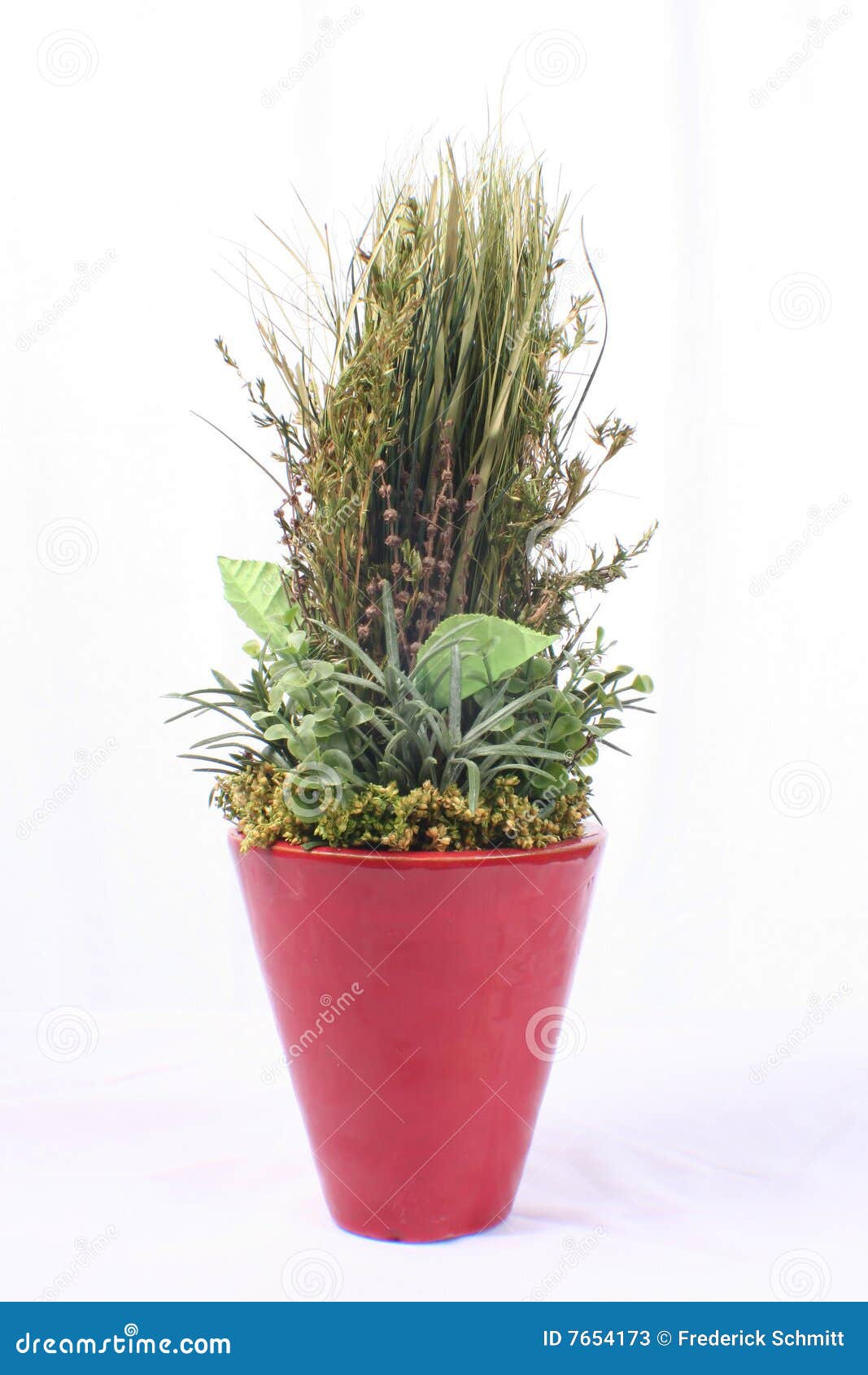 Green plant in red vase stock image. Image of green, grow 7654173