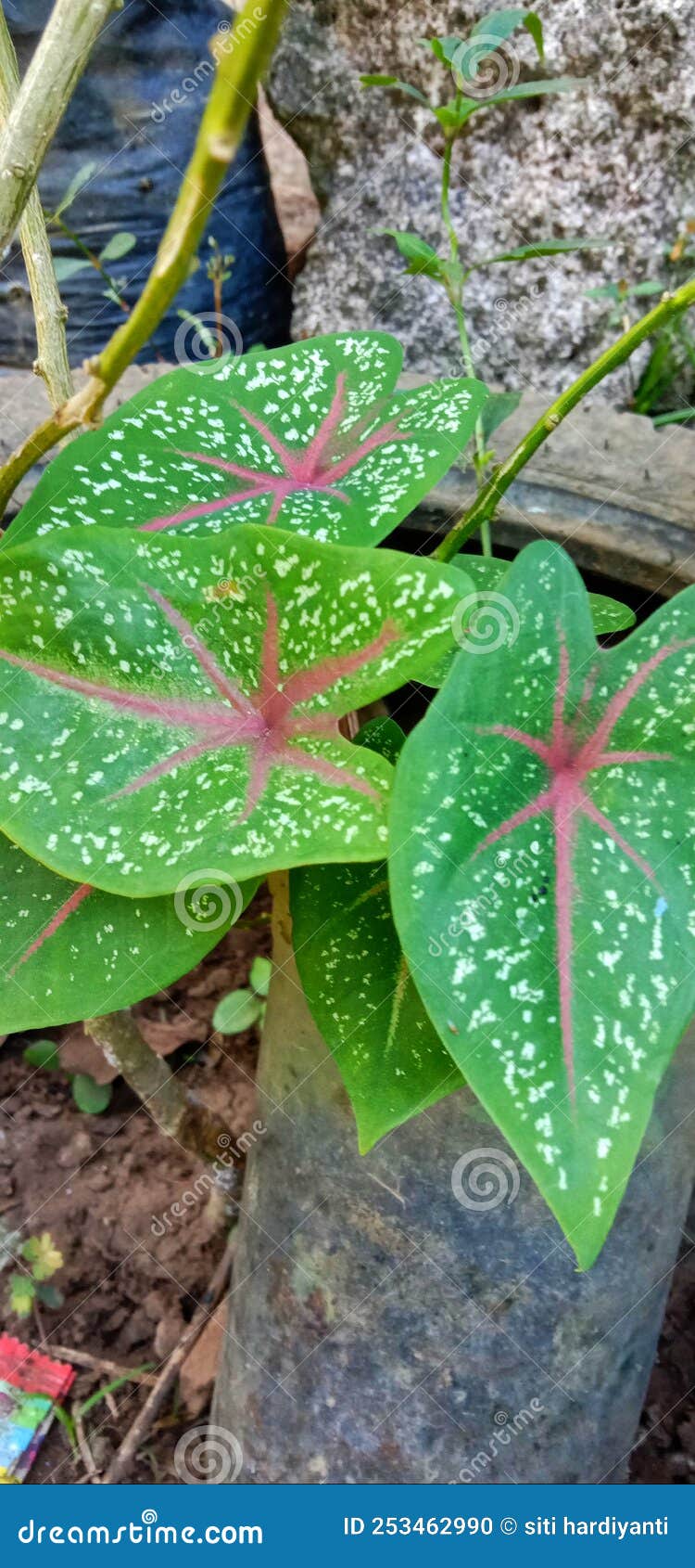 Green Plant with Red and White Spots on the Leaves Stock Photo Image