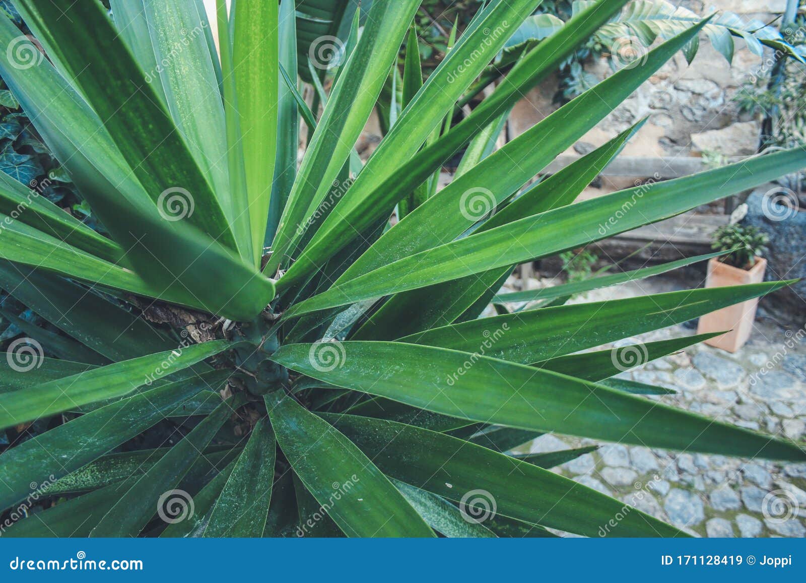 photo Spiky Leaf Plant dreamstime com