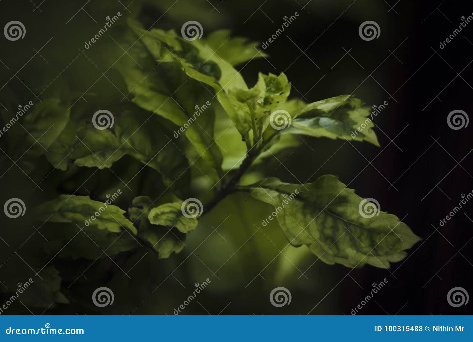 Green plant Leaf stock photo. Image of leaf, plant, light 100315488