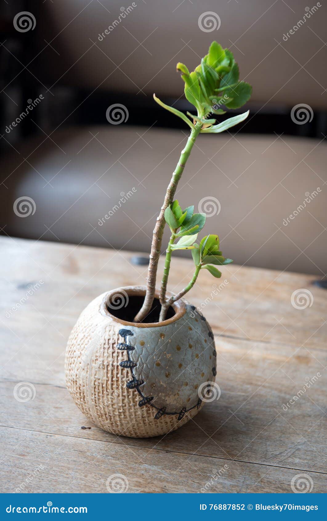 Green plant on vase stock photo. Image of home, bouquet 76887852