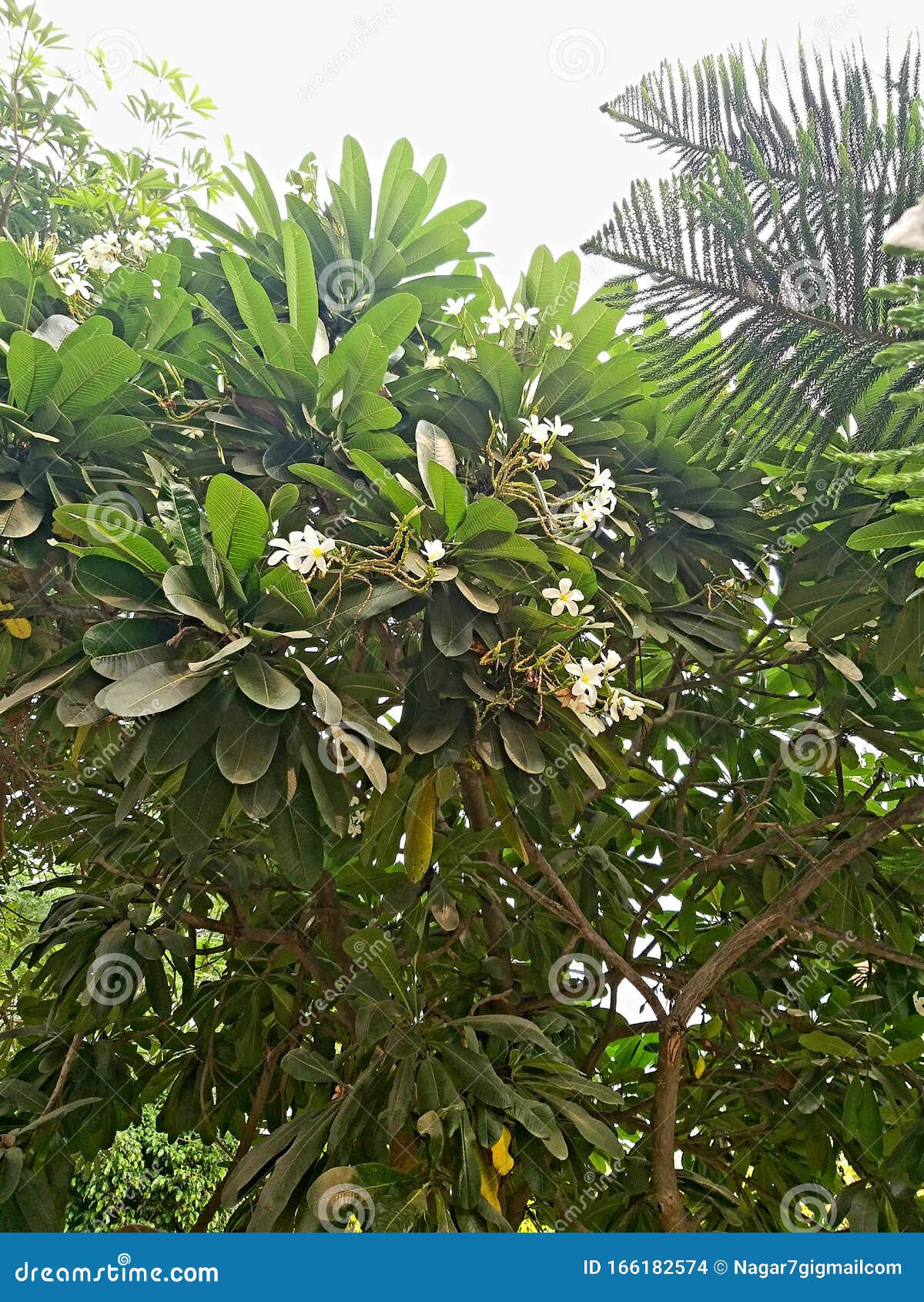 Green Plant and White Flowers in the Garden Stock Photo Image of