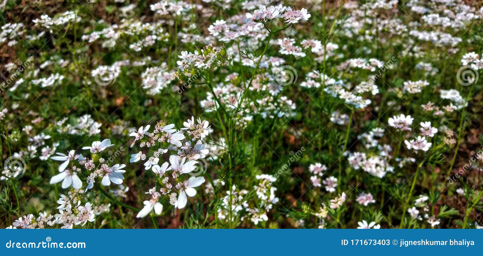 Green Plant White Flowers of Nature Stock Image Image of nature