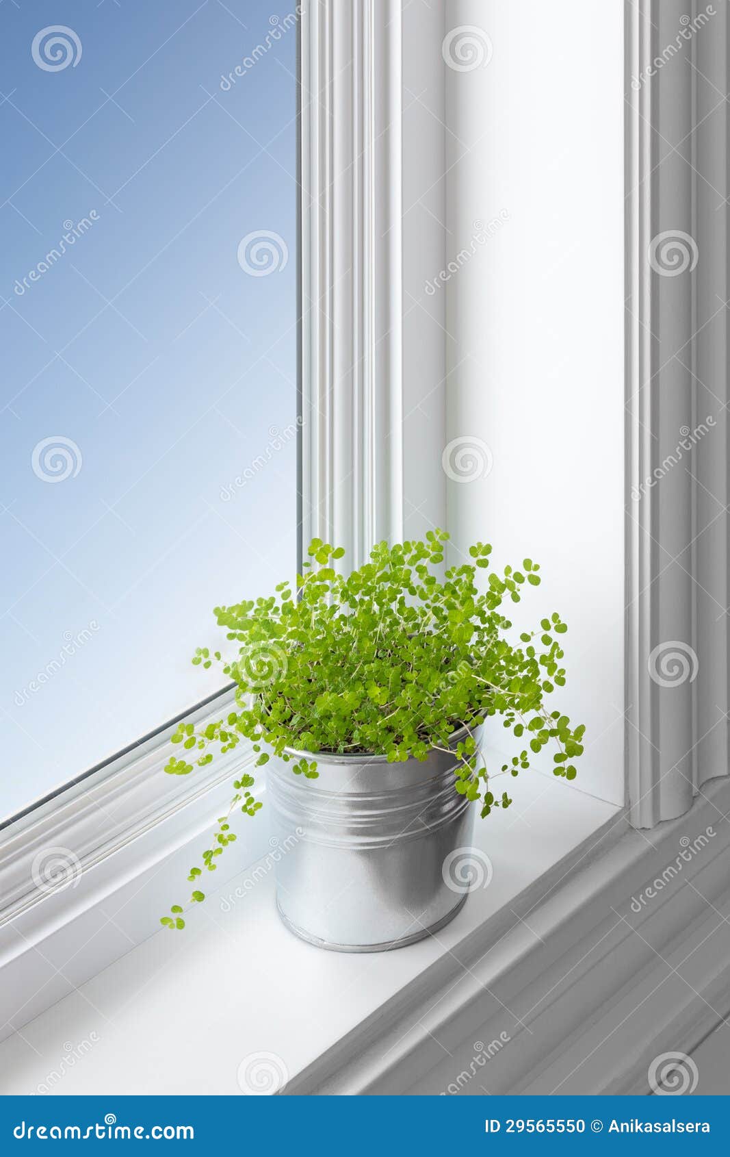 Green Plant On A Window Sill Stock Photo - Image of gray ...