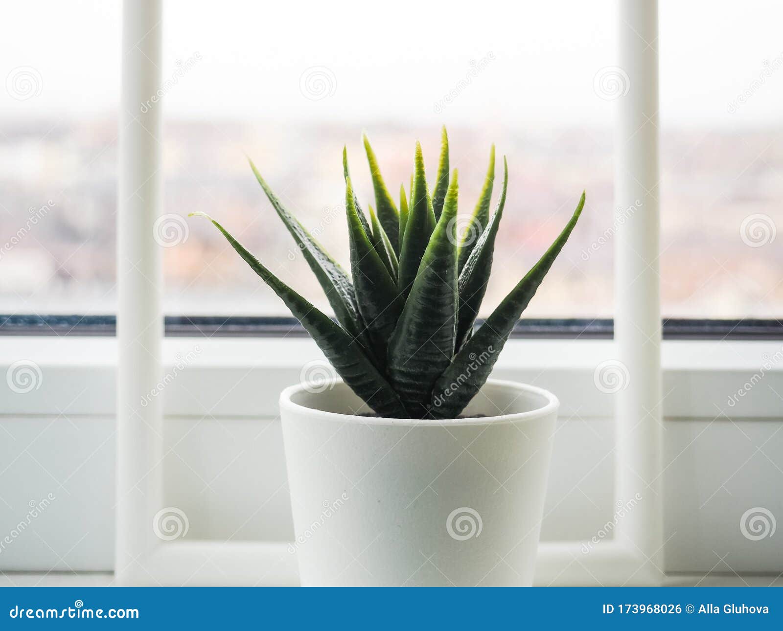 Green Plant on the Windowsill. Artificial Flower in a White Pot on the